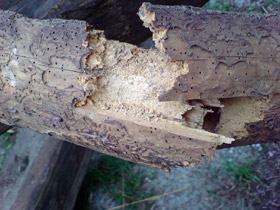 Architekten & Ingenieure Lüning und Nienstedt